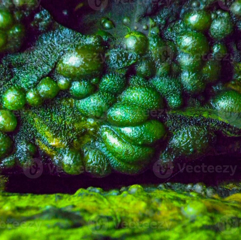 Bubbling freshwater green filamentous algae in rainwater running down rocks on Snake Island photo