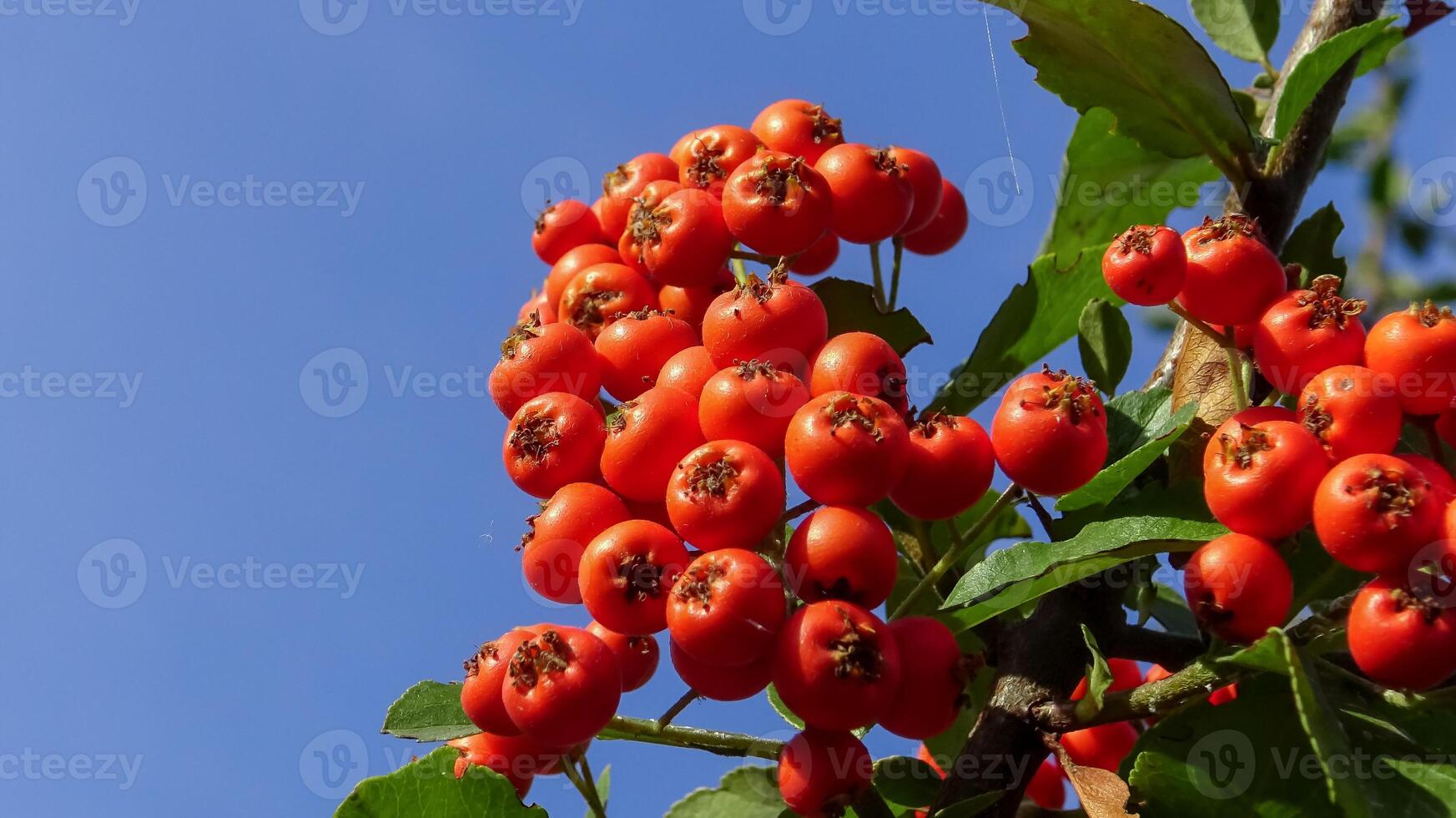 Pyracantha or firethorn, red fruits of an evergreen against a blue sky photo