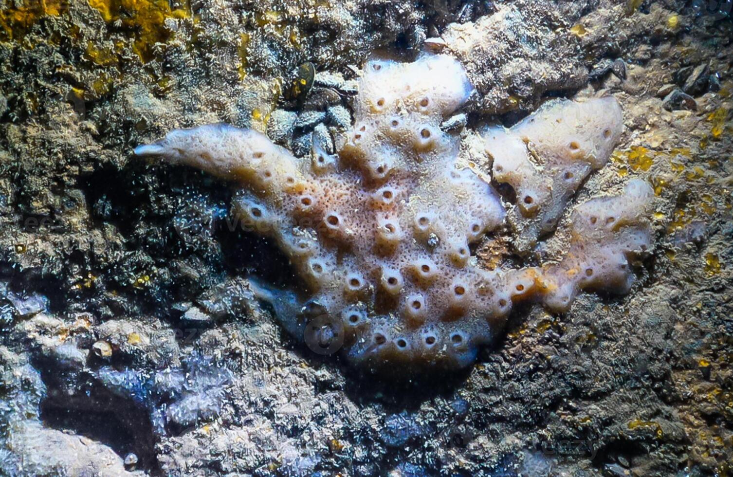 Sea sponges in underwater caves in Bulgaria, Fauna of the Black Sea photo