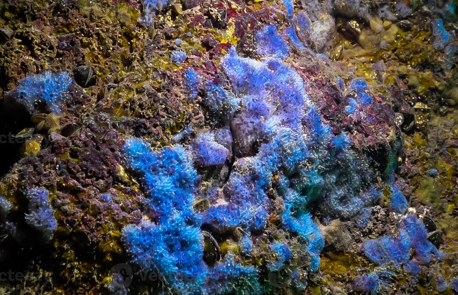 Sea sponges in underwater caves in Bulgaria, Fauna of the Black Sea photo