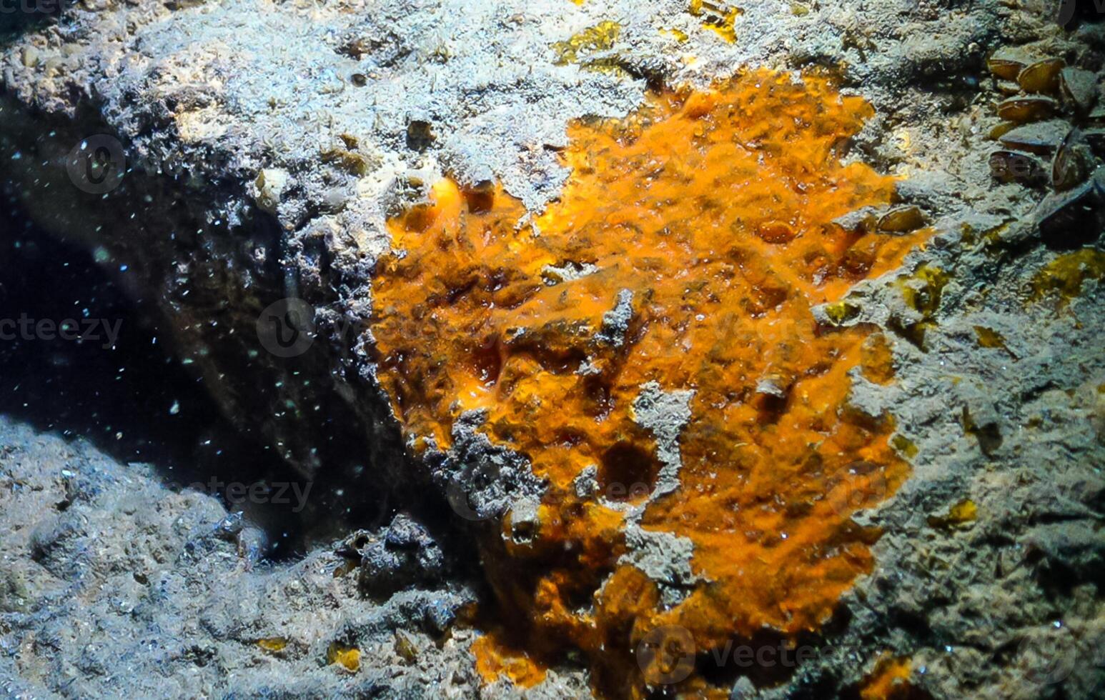 Sea sponges in underwater caves in Bulgaria, Fauna of the Black Sea photo