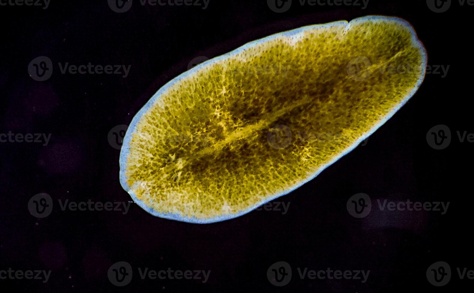 Marine flatworm - Planaria, crawling on the glass, Black Sea photo