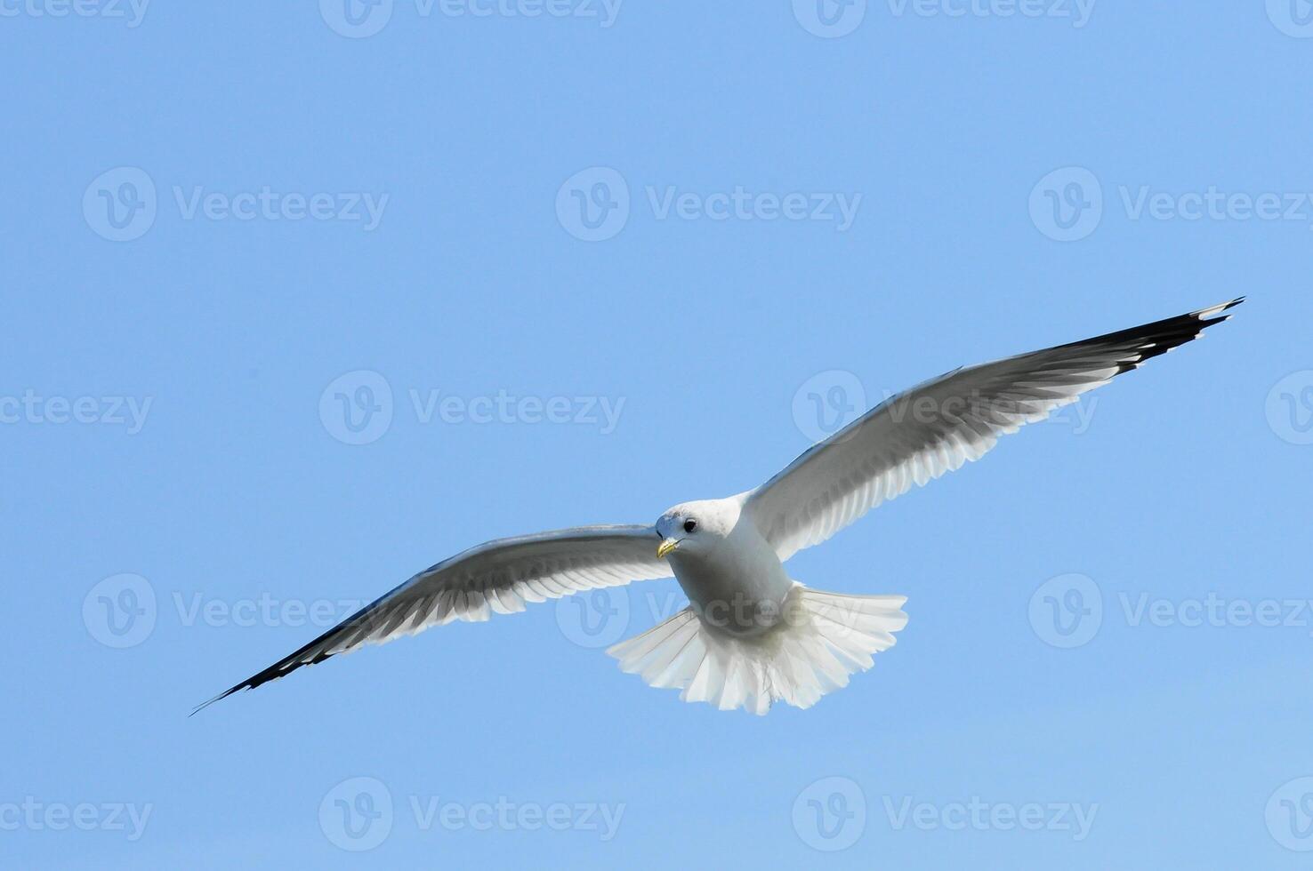 Birds of Ukraine.Gulls fly against the blue sky. Wintering waterfowl photo