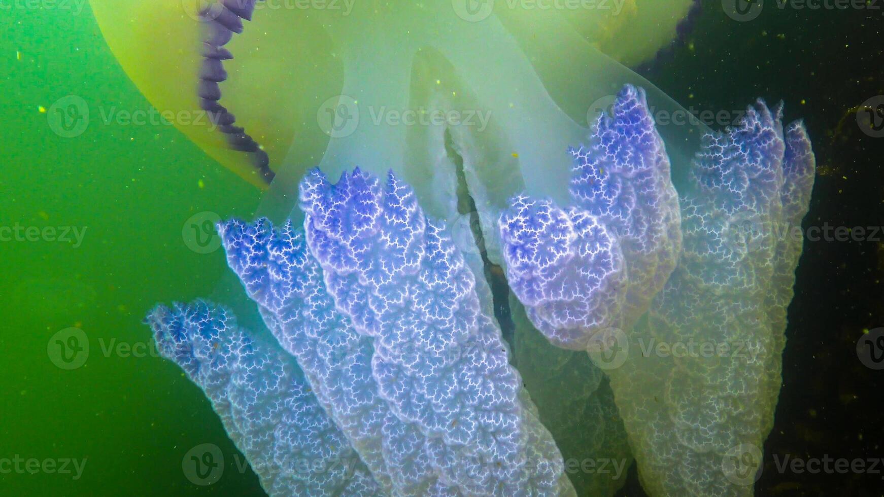 Floating in the thickness Rhizostoma pulmo, commonly known as the barrel jellyfish, frilly-mouthed jellyfish, Black Sea photo