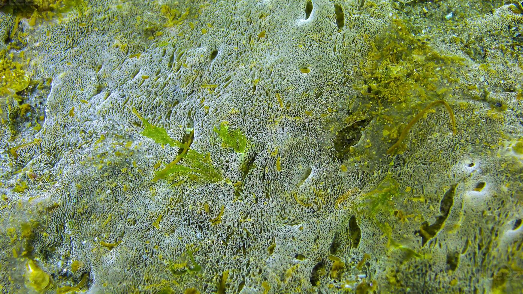 Marine funge on the surface of sand, the Black Sea. Ecology of the sea, pollution. photo