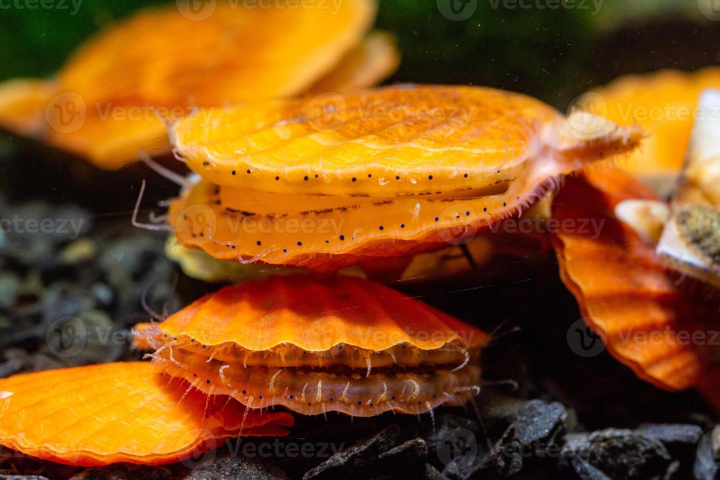 Bivalve mollusk with orange valves Smooth Scallop Flexopecten glaber ponticus, Black Sea photo