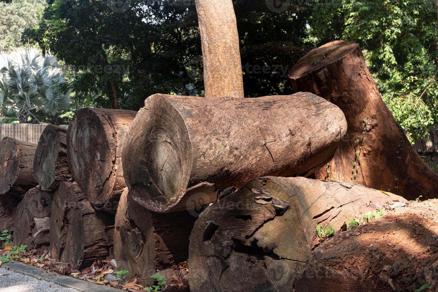Log spruce trunks pile. Sawn trees from the city cark. You can see the rings in the cut wood photo