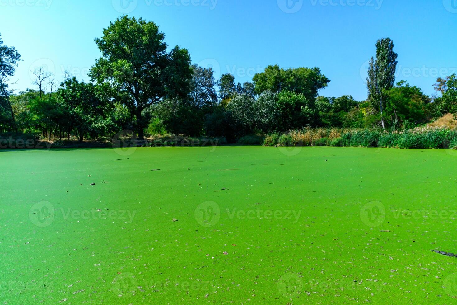 The serene landscape depicts a green lake with floating aquatic vegetation from Lemna and Wolffia, a park in Odessa photo