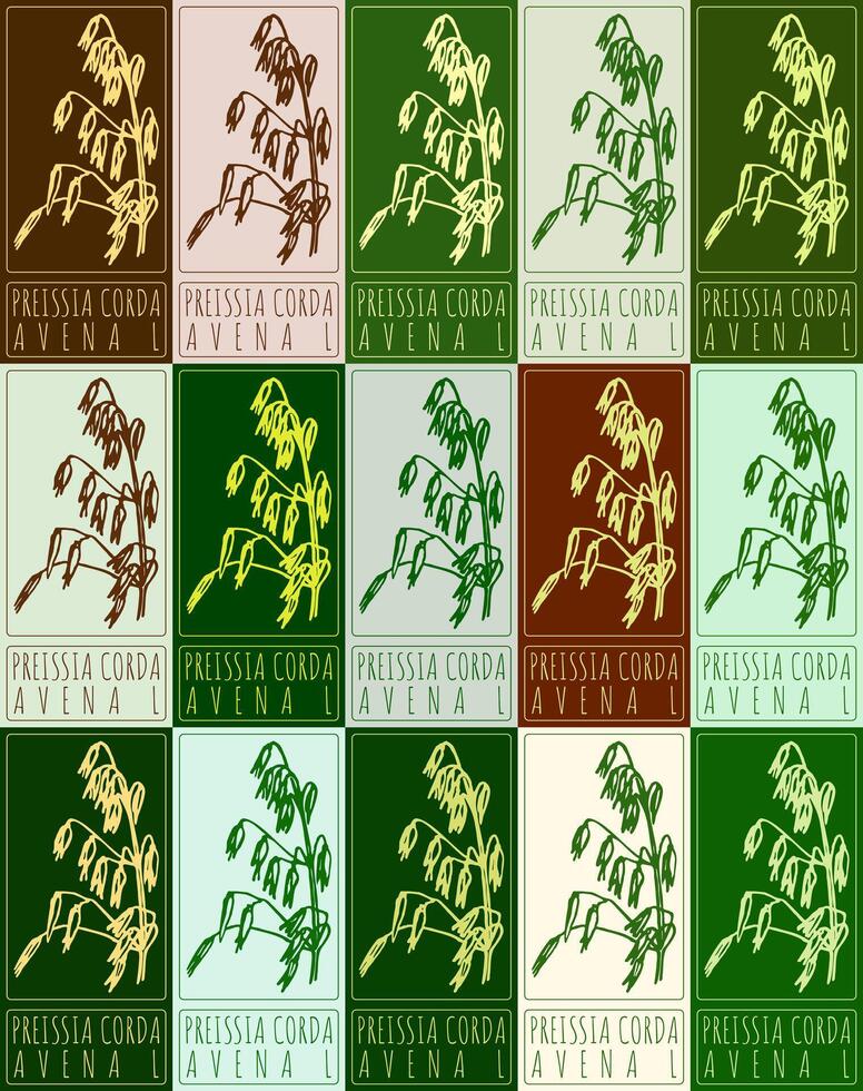 Set of drawing PREISSIA CORDA in various colors. Hand drawn illustration. Latin name is AVENA L. vector