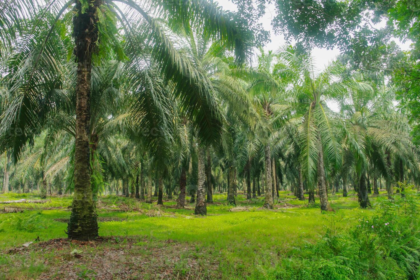 Oil palm or elaeis guineensis, oil palm plantations, neatly arranged oil palm trees, grow abundantly and become a large commodity in Indonesia photo