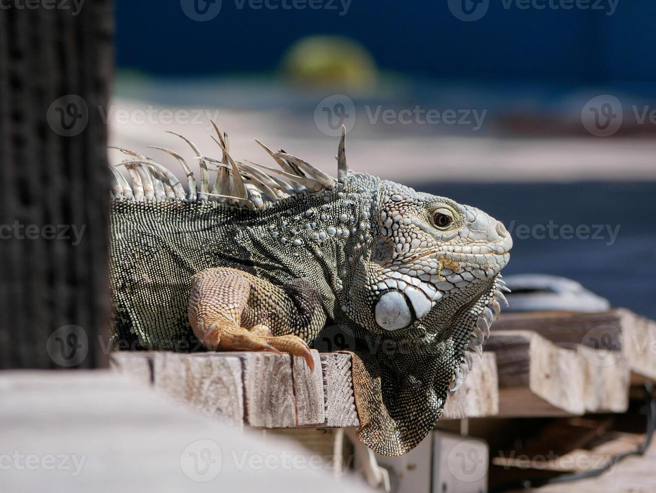 Huge iguana lizard on the beach in Aruba photo