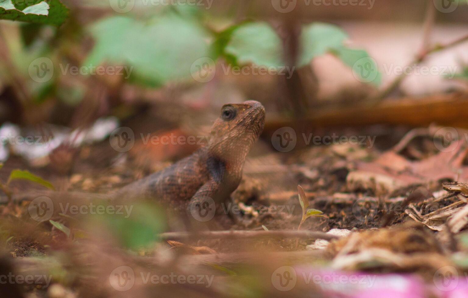 chameleons or wild calotes. Invasive animals that live and thrive in Indonesia. photo