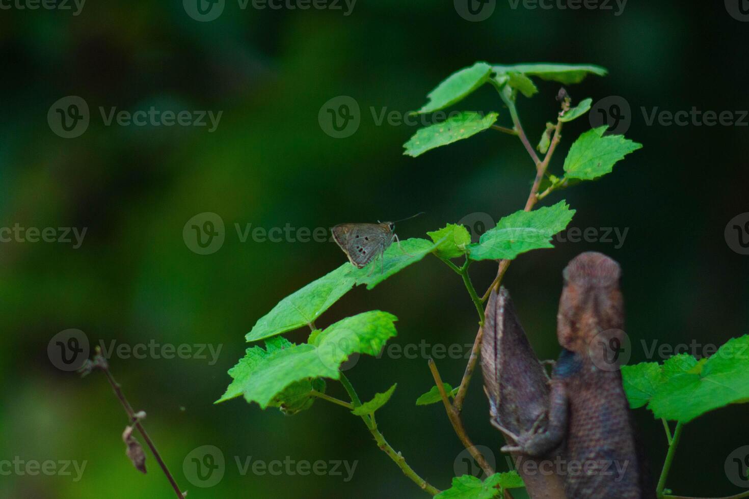 Chameleons or calotes are on the branches and are hunting small butterflies. photo