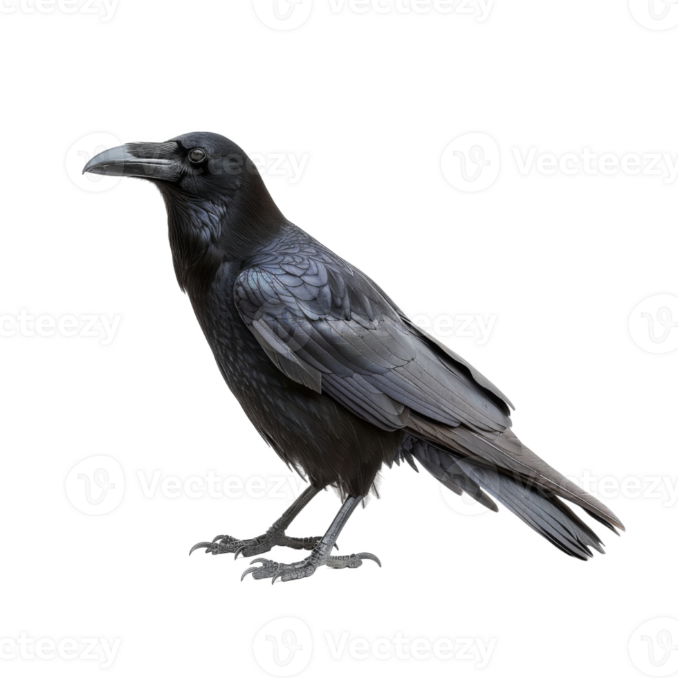 A Black Raven with a Dark, Feathered Body and Sharp Talons png