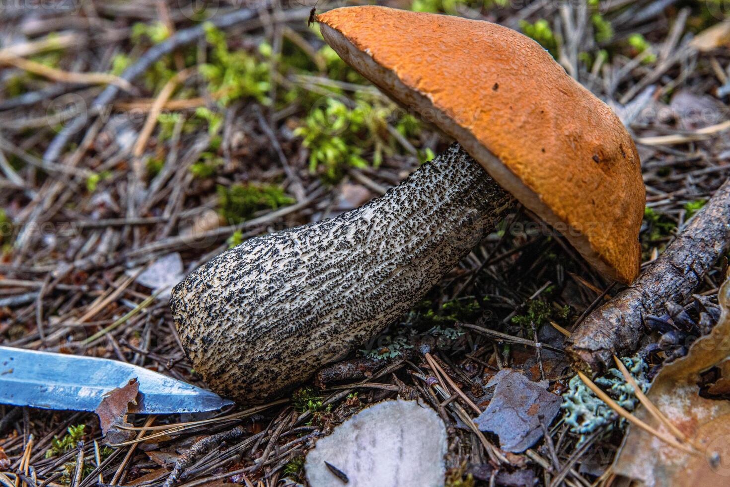 Freshly picked Wild Mushrooms. Leccinum fungi cut with the knife. Closeup of an orange capped boletus picked in the wild laying on the ground. Southern Finland, Hamina, Kymenlaakso. photo