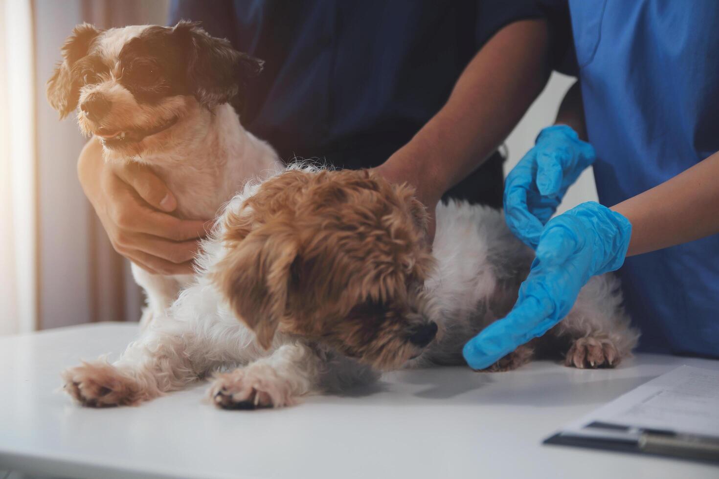 At a modern veterinary clinic a Panshipuppy sits on an examination table. Meanwhile, a female veterinarian assesses the health of a healthy dog photo