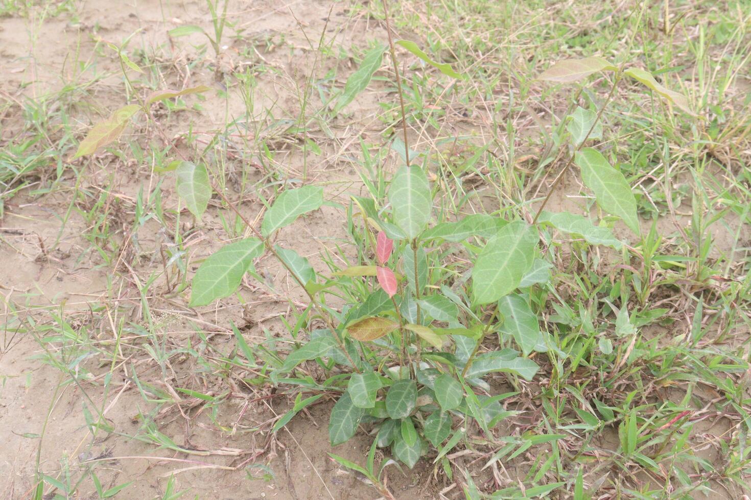 Ichnocarpus frutescens medicinal plant on forest photo