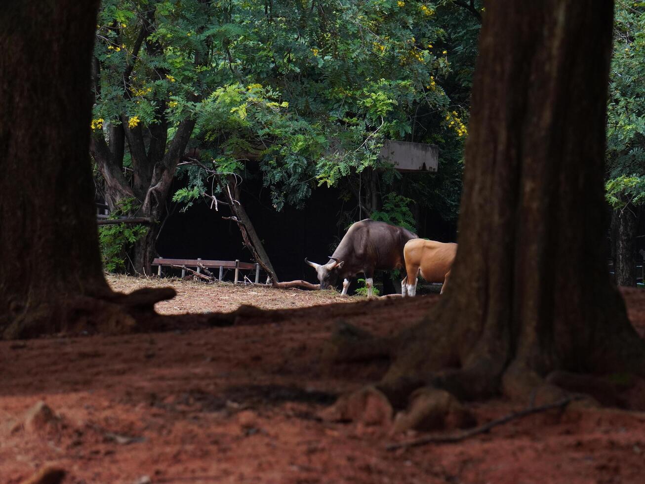 Banteng Herd Feeding in EnclosureBanteng Herd Feeding in Enclosure. photo