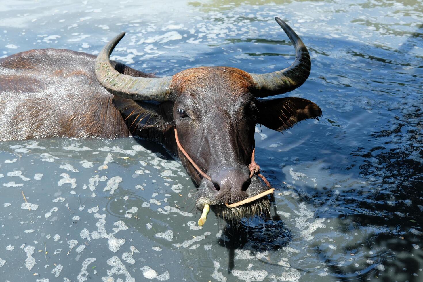 A herd of buffaloes, with beautiful horns, soaking their whole bodies in the sun. photo