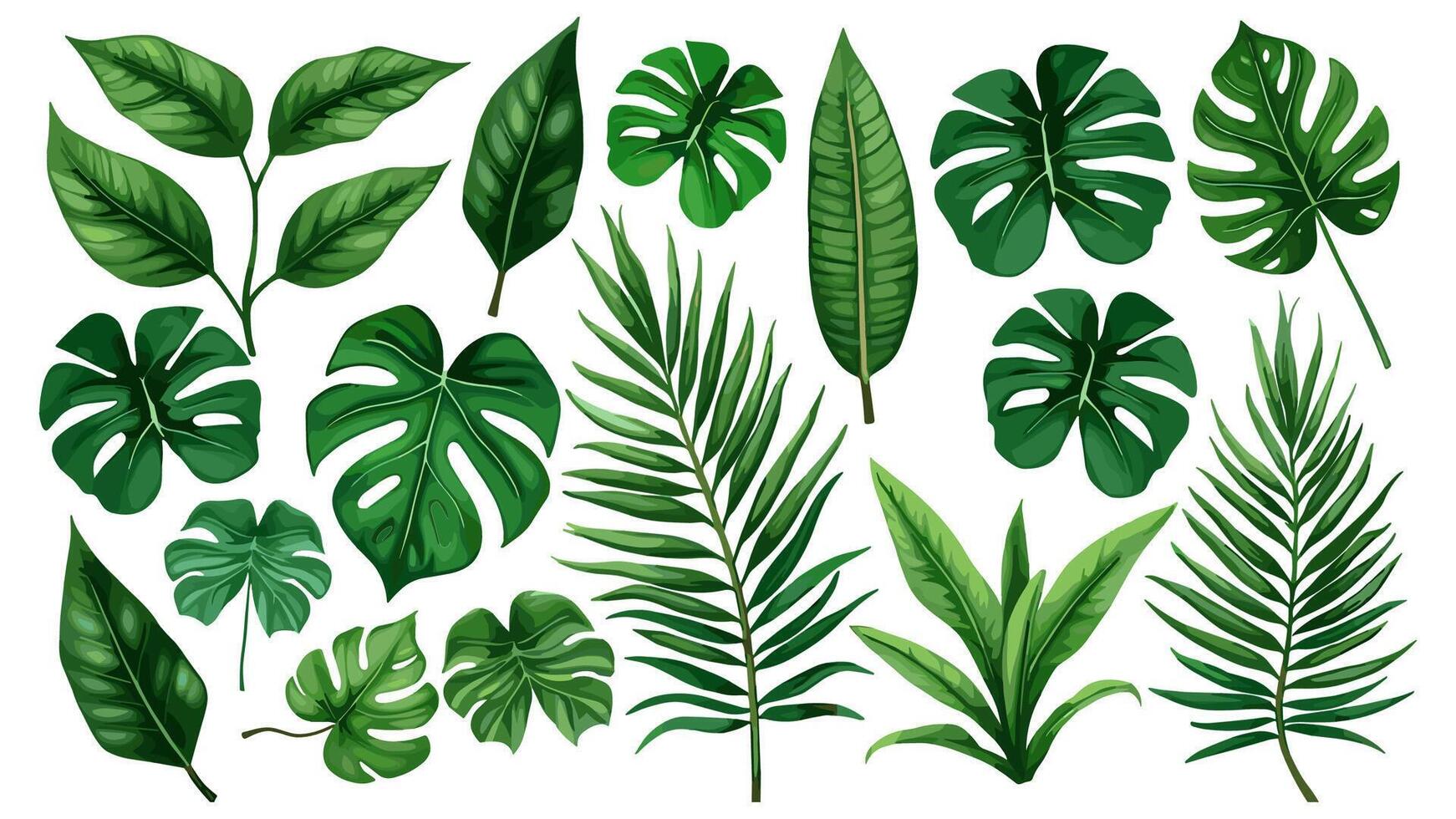 Tropical leaves set. Collection of exotic plants, Caladium, Fatsia, Calathea, Alocasia, Howea, liane. foliage elements isolated on a white background. Realistic botanical illustration. vector