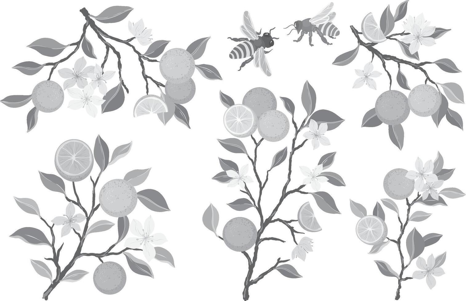 Hand drawn monochrome oranges set. Collection of brunches and flowers, cut tangerines, branches, leaves on white background. Fresh juicy citrus fruit clip art. vector