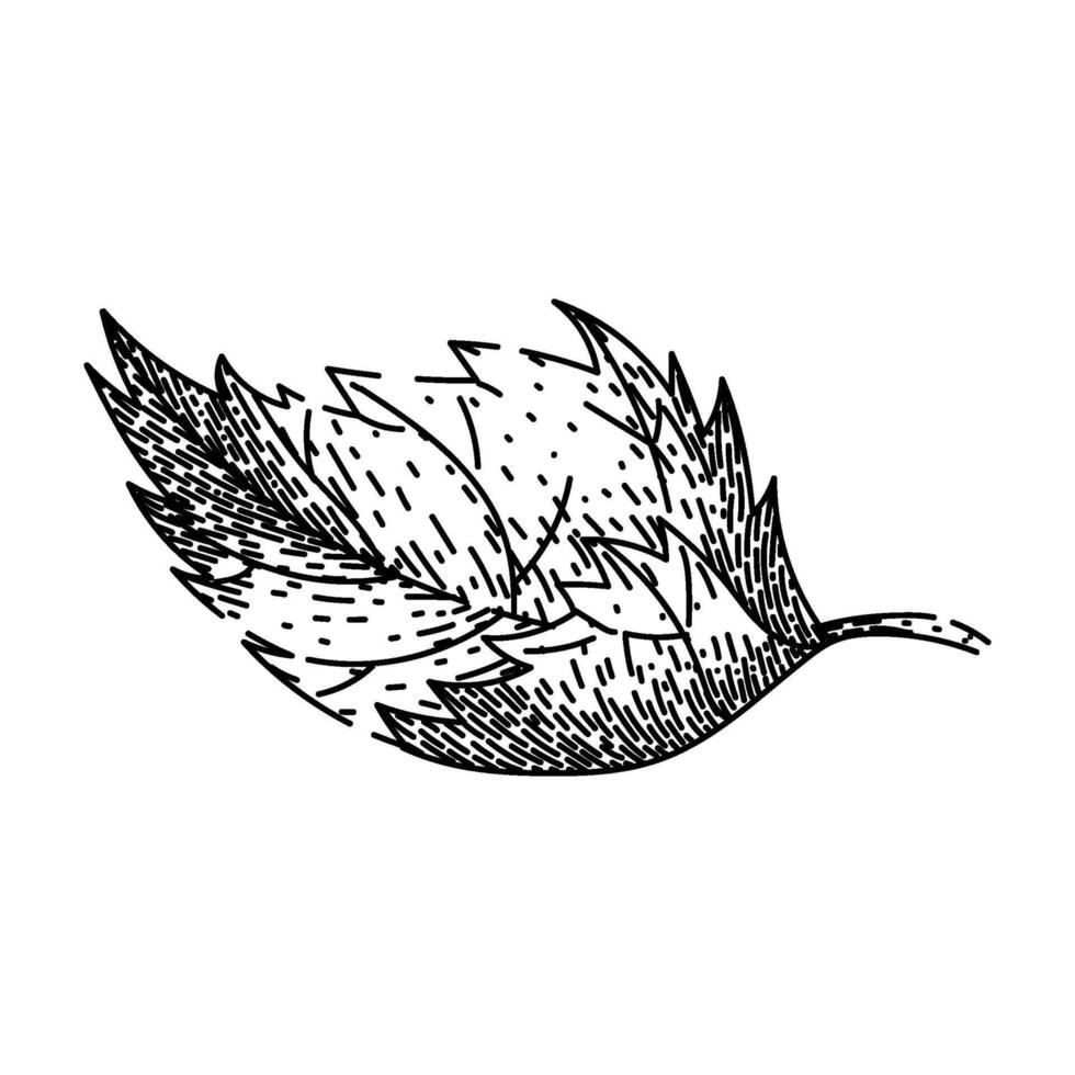 herbal nettle sketch hand drawn vector