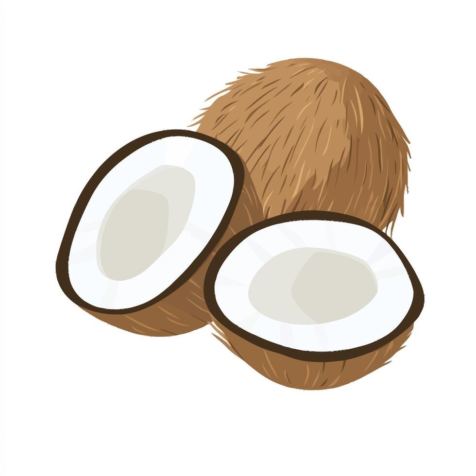 Ripe Coconut Halves Isolated on White Background vector