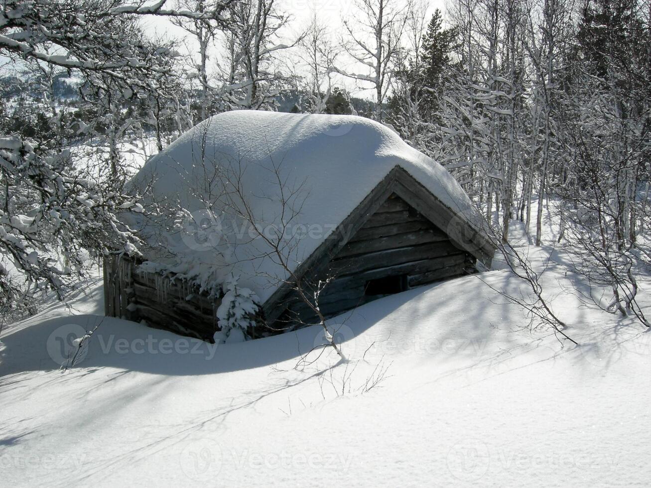 Snowy Tent in Forested Slope with Trees photo