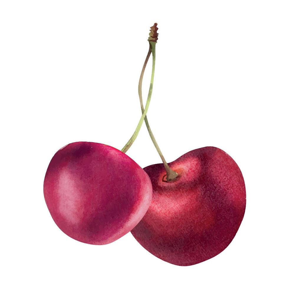 Sour sweet red cherry berries on stems, hand drawn in watercolor, scattered ripe cerise drupes. Composition illustration isolated on white. For restaurant, cafe dessert menu, wedding, farmers market vector