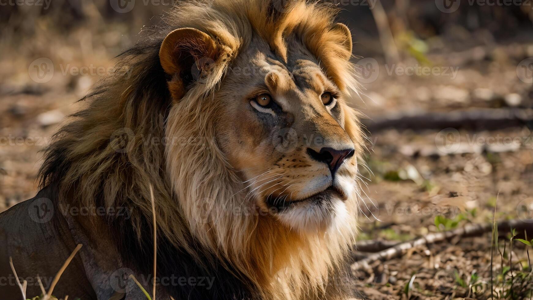 Majestic Male Asiatic Lion Portrait in Bannerghatta Forest photo