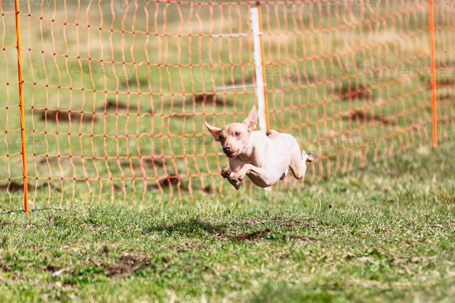 Peruvian heairless dog running straight on camera and chasing coursing lure on green field photo