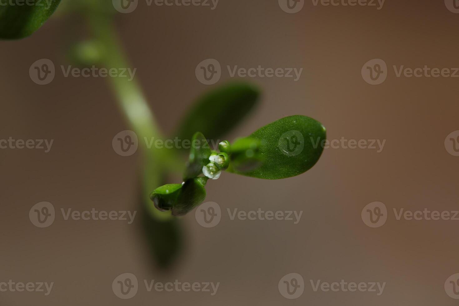 Tiny blossom of a water chickweed Montia fontana photo