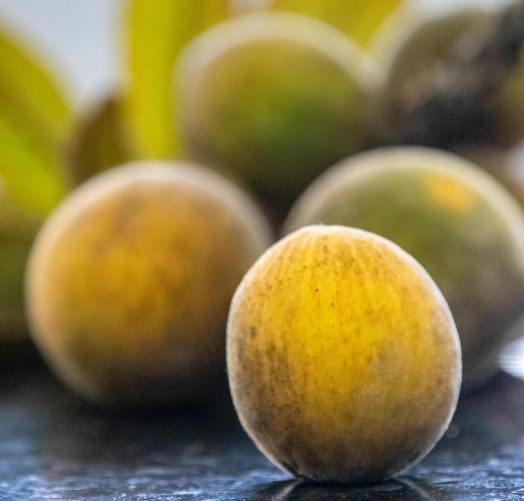 Curriola Pouteria ramiflora wild fruit from the Brazilian cerrado biome photo