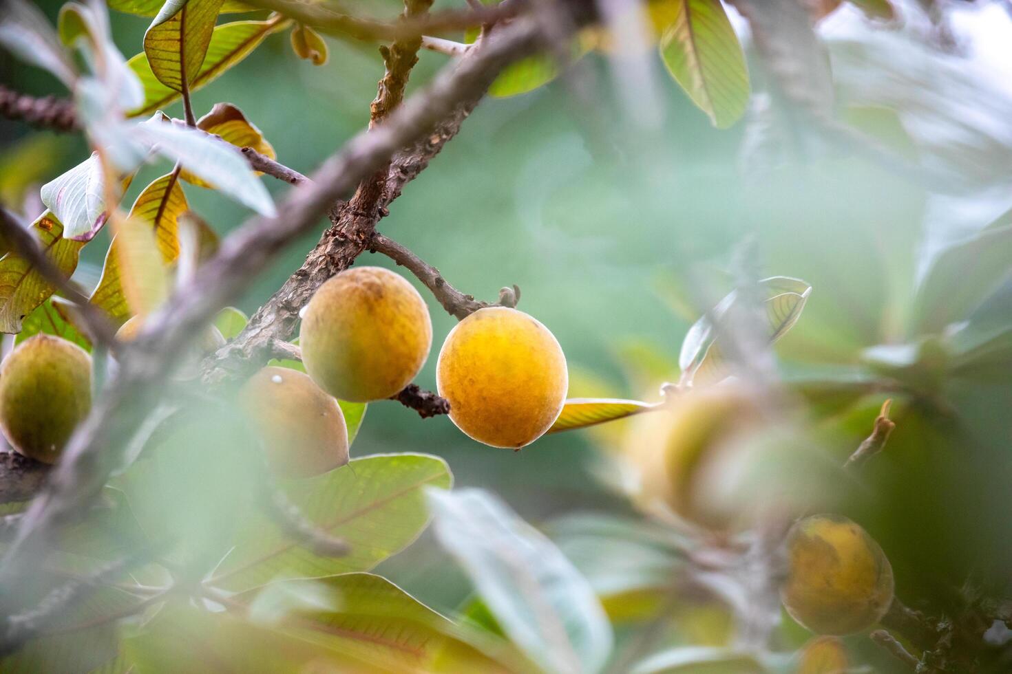 Curriola Pouteria ramiflora wild fruit from the Brazilian cerrado biome photo