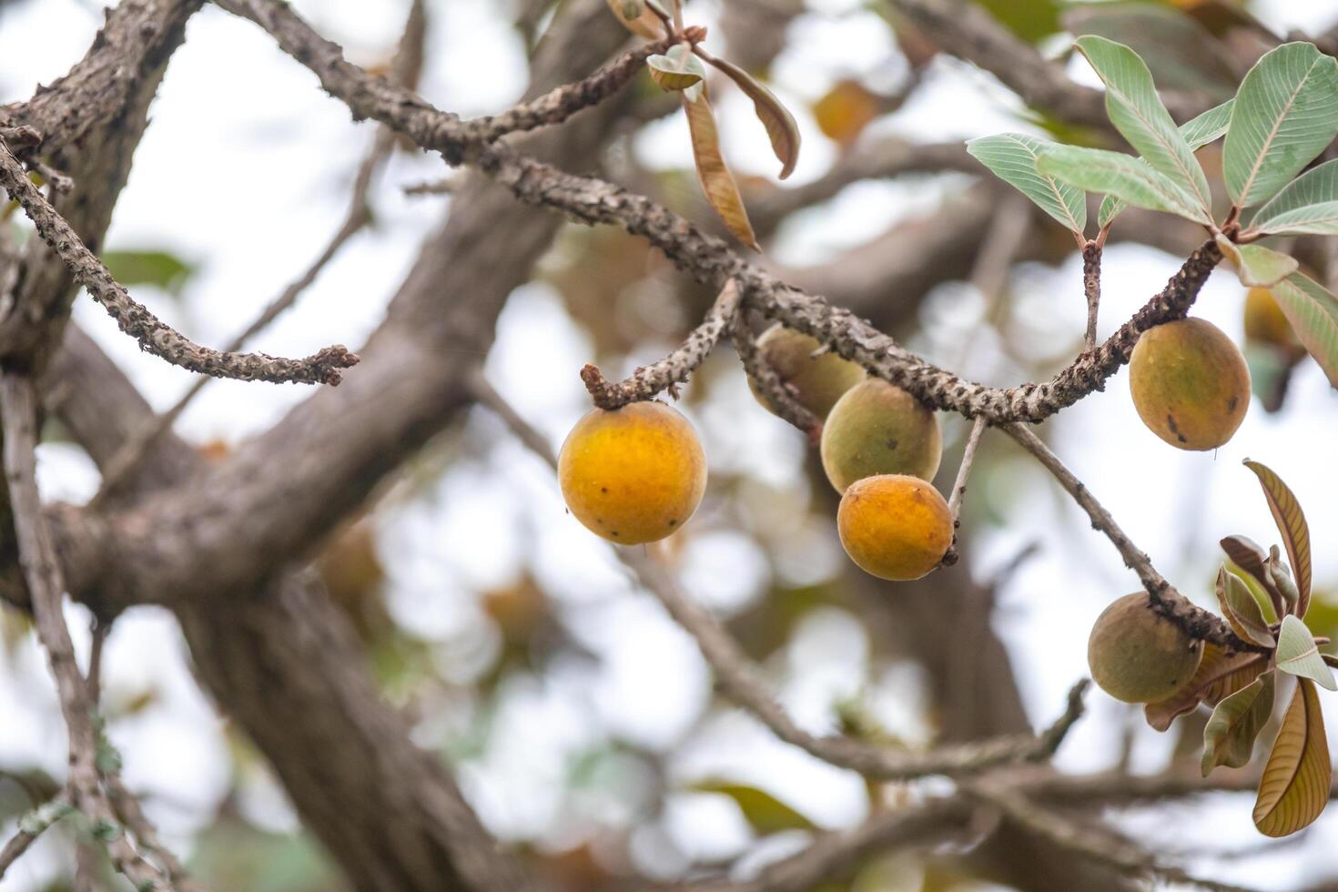 Curriola Pouteria ramiflora wild fruit from the Brazilian cerrado biome photo