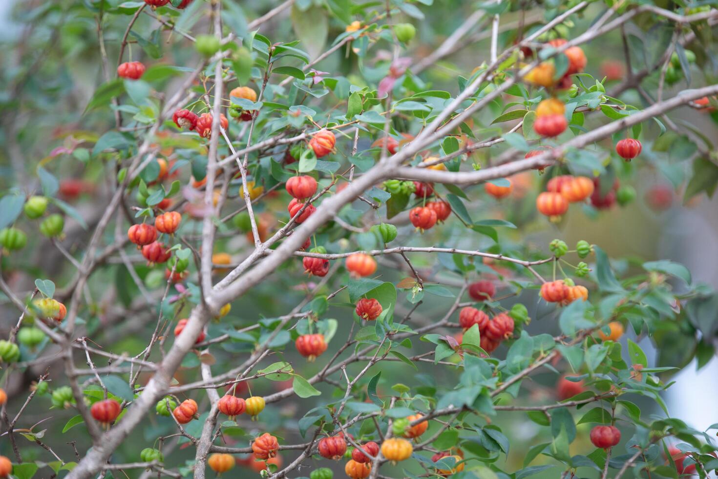 Pitanga fruits Eugenia uniflora,on the tree and blurred background photo