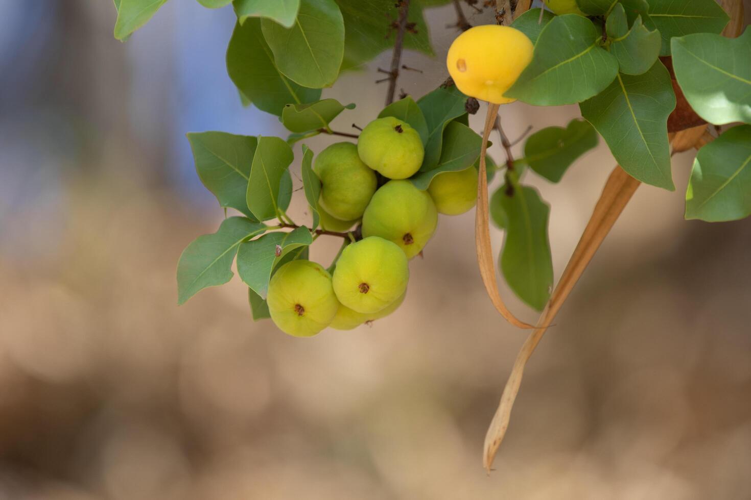 Ripe edible wild fruit from the Brazilian cerrado biome, fruit known as cagaita Stenocalyx dysentericus of the Magnoliopsida class and the Myrtaceae family. photo
