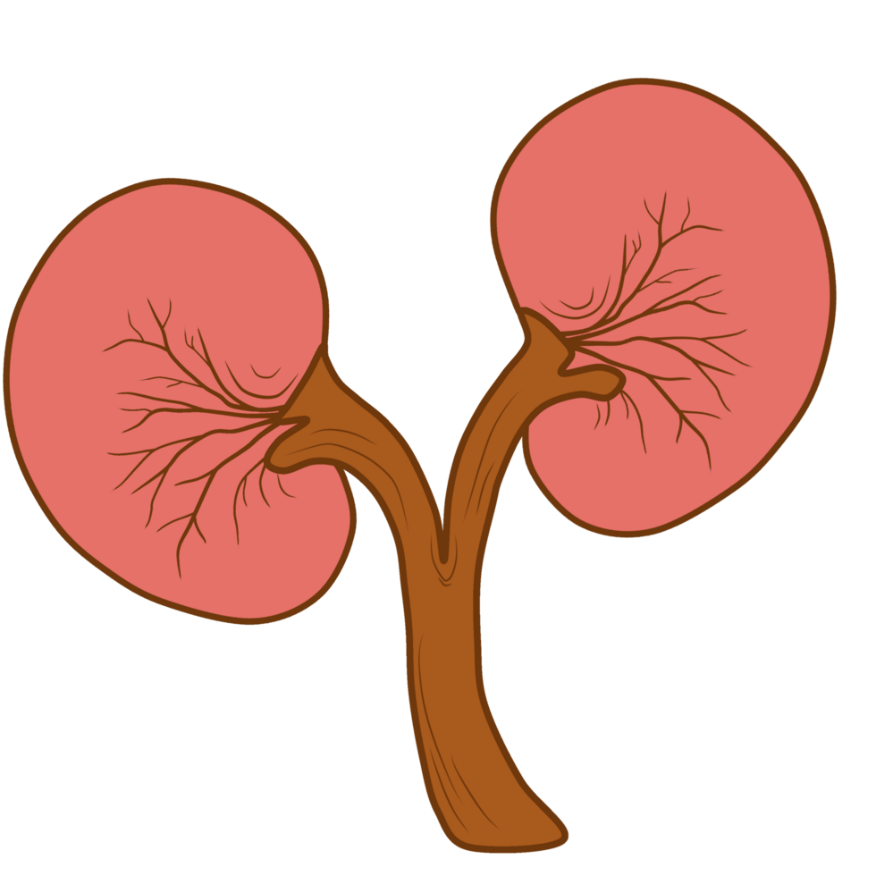 kidney illustration abstract png