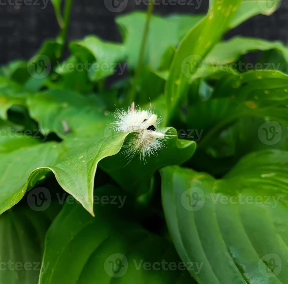 Caterpillar of a Leucoma salicis butterfly on green leaf. photo