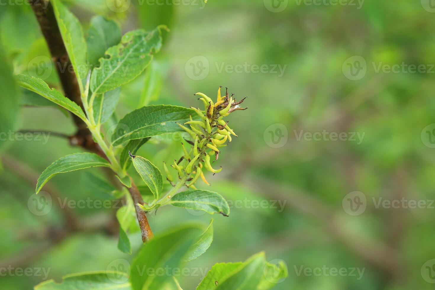 Catkin of Salix myrsinifolia, the myrsine-leaved willow photo