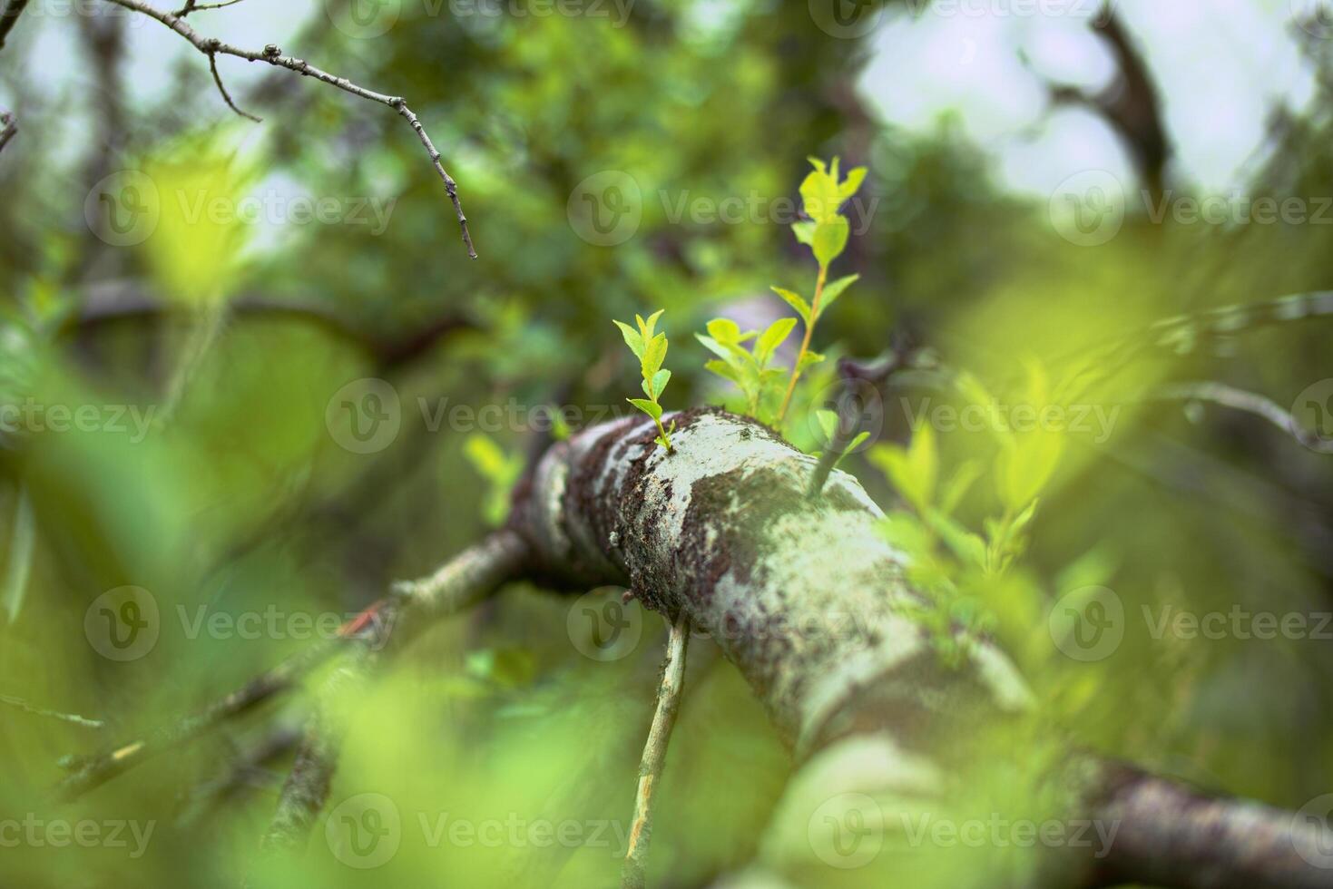 Sprouts of Salix myrsinifolia, the myrsine-leaved willow, growing from a fallen tree photo