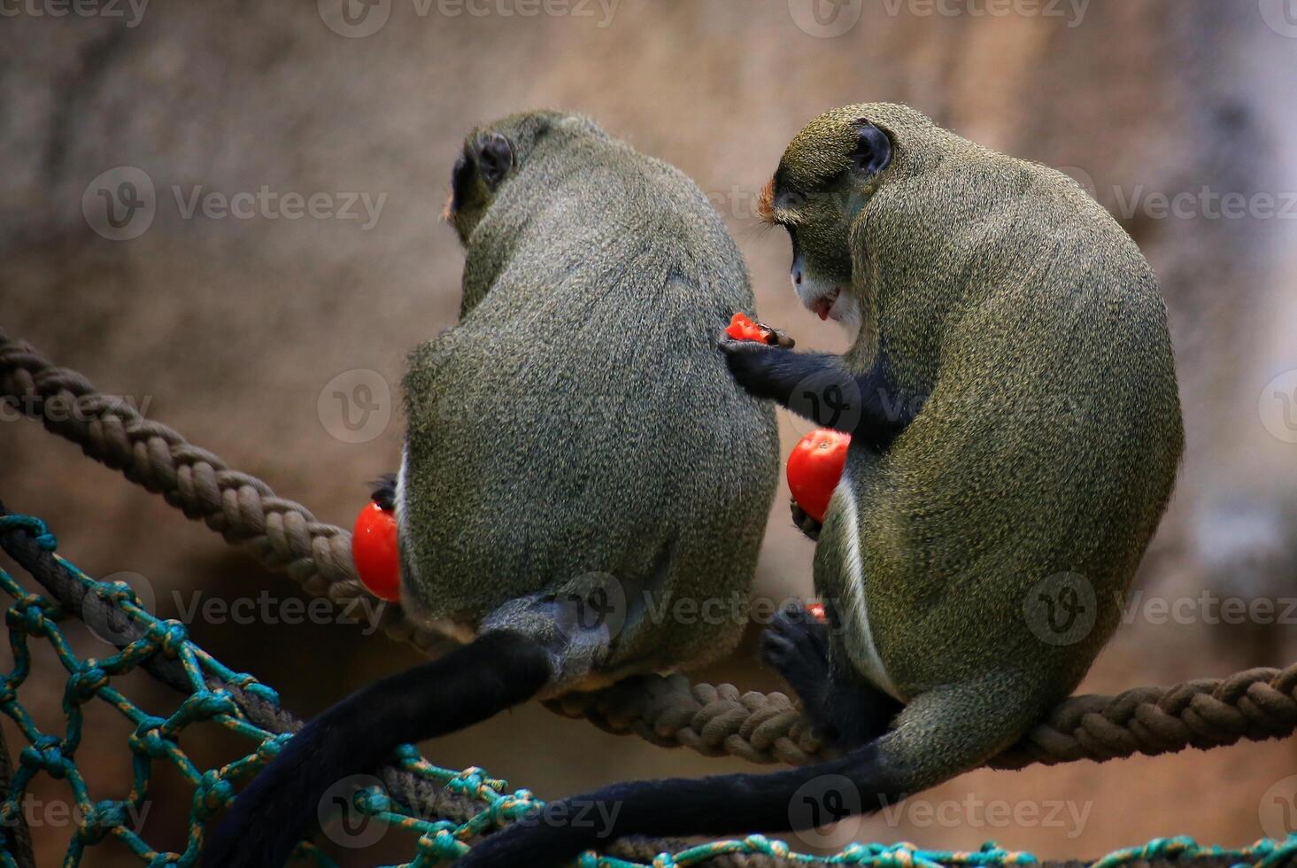 Two De Brazzas monkeys Cercopithecus neglectus eating tomatoes, sitting on a rope photo