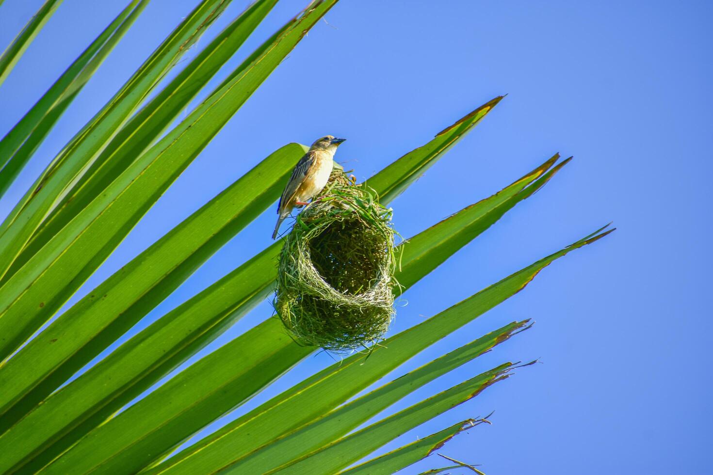 A Glimpse of Tropical Bird Life and Creativity photo