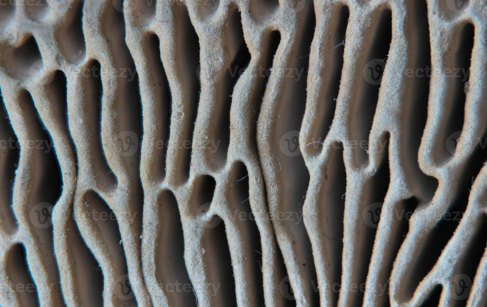Close-Up of the labyrith hymenium of an oak mazegill Daedalea quercina photo