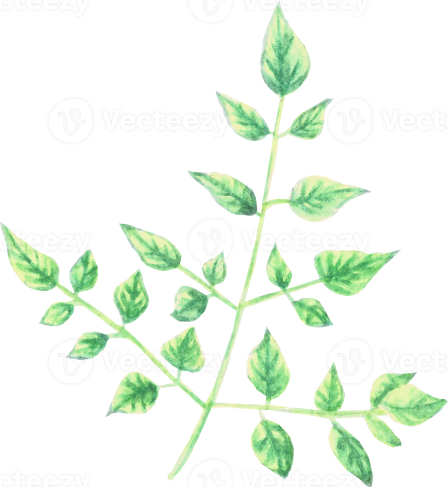Branch Leaves that were drawn and painted by hand in watercolor fine art style png