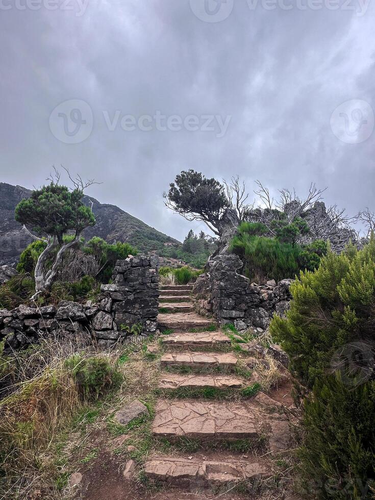 Madeira island Portugal PR1 Pico do Arieiro mountains hiking trekking trail stone path stairs fog mist rough trees green eco nature connection bonding wilderness valley loneliness vertical photo
