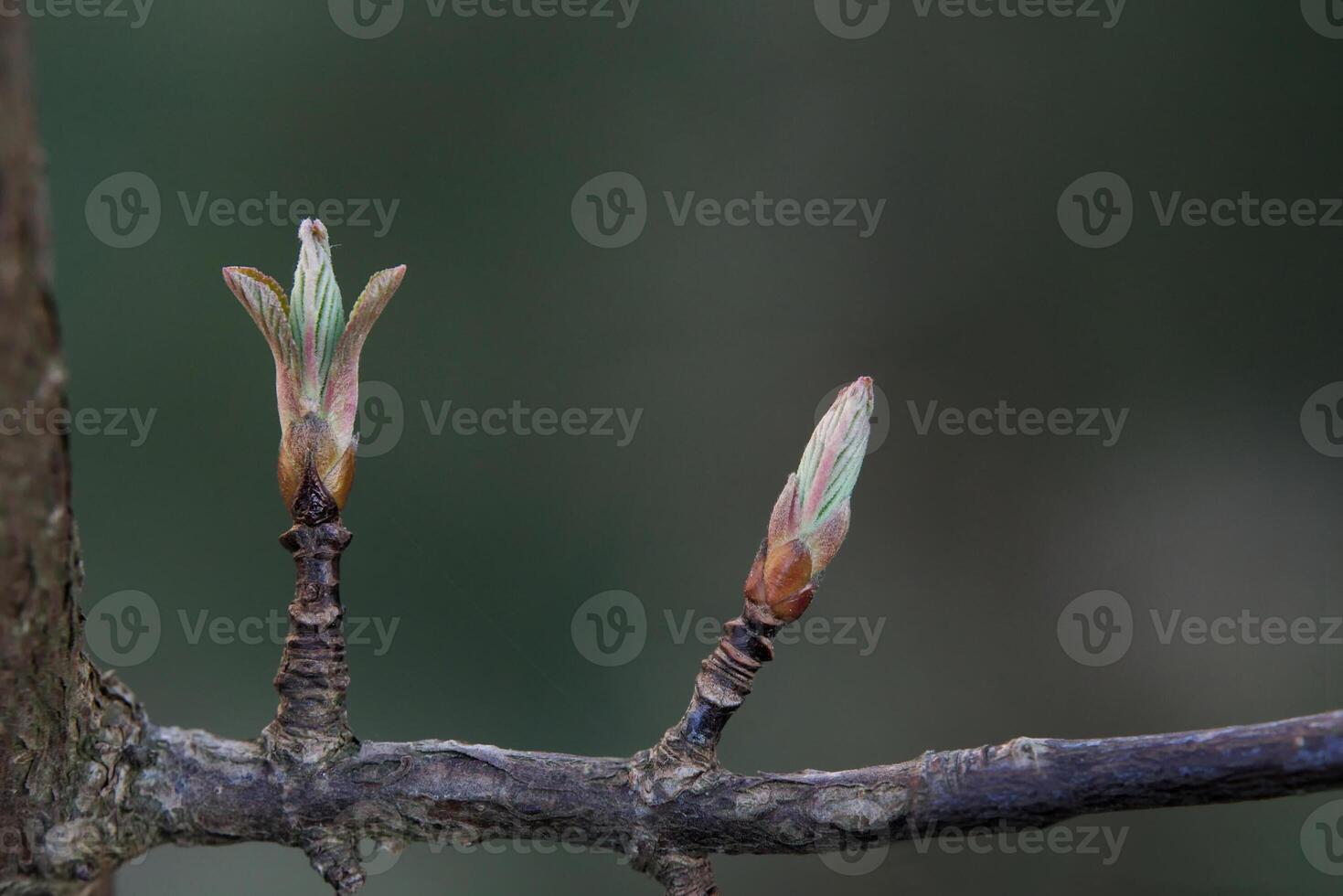 Leaf buds of the bodnant viburnum - Viburnum x bodnantense. photo