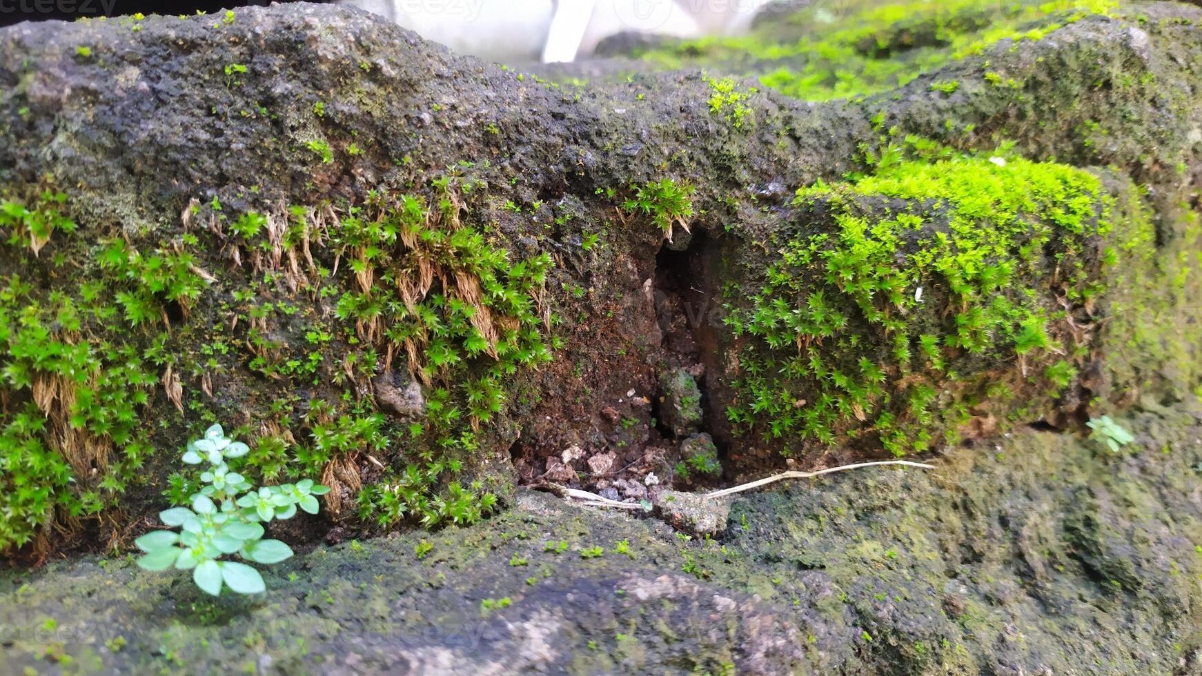 a close up of moss growing on a rock photo