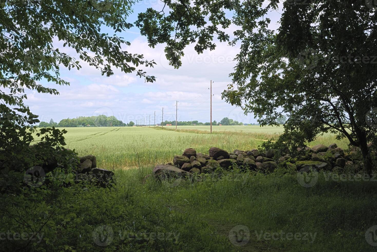 An idyllic view in northern direction from Forst Poggendorf, a forest in Mecklenburg-Vorpommern, Germany. photo
