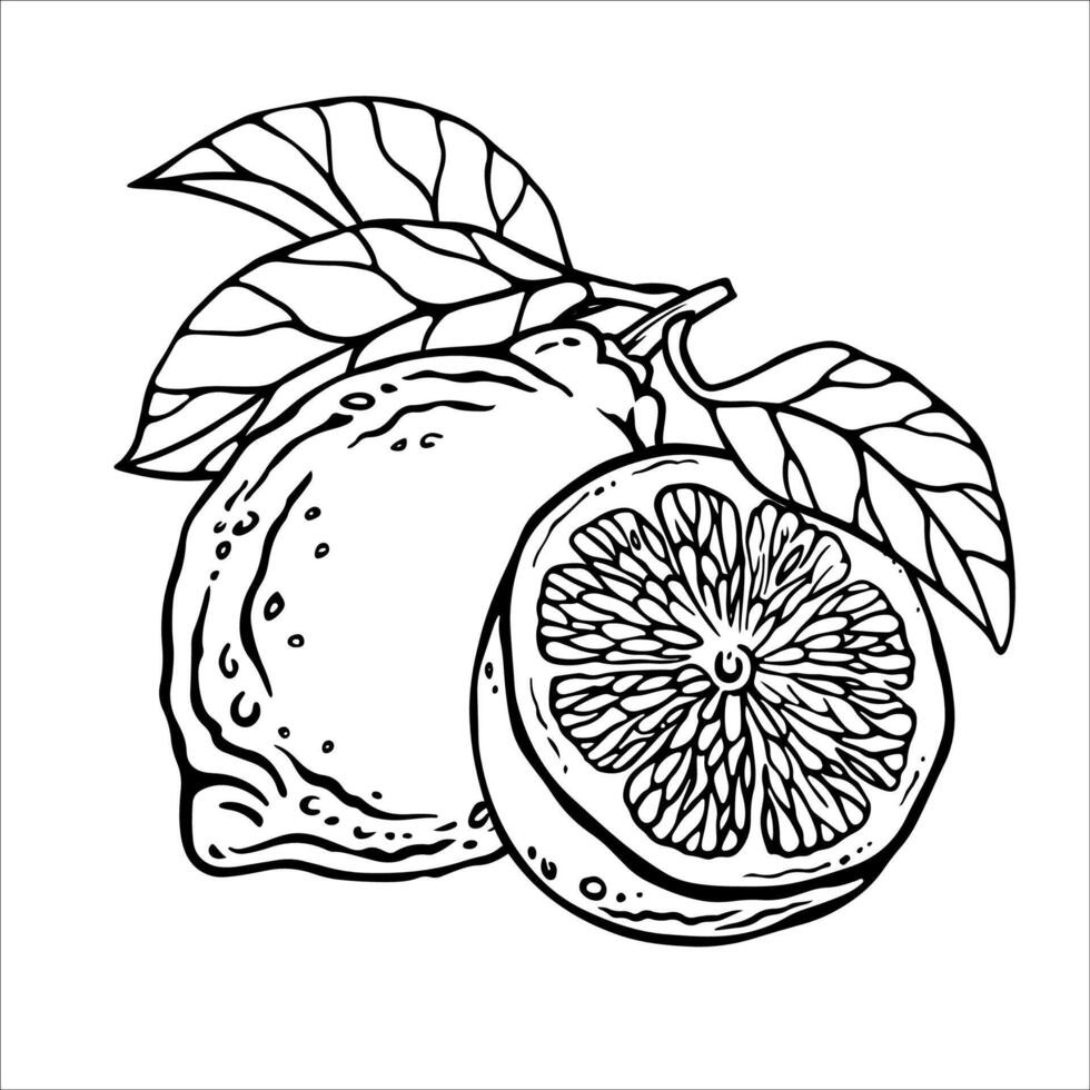 Lemon composition. Hand drawn illustration of whole fruit and it's half isolated on white background. Bundle with outline drawing of citrus. Sketch in line art style painted by black inks. vector